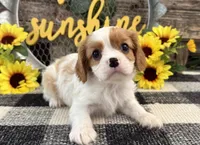 Maverick, a male Cavalier King Charles Spaniel for sale in Shipshewana, IN – 4 of 6