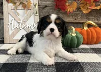 Janson, a male Cavalier King Charles Spaniel for sale in Shipshewana, IN – 3 of 6