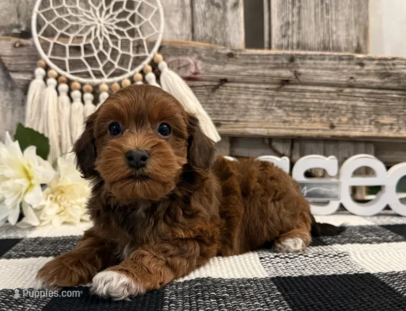 Maddox – Havapoo puppy for sale in Shipshewana, IN