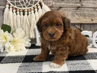 Maddox, a male Havapoo for sale in Shipshewana, IN – Photo 3 of 6