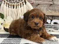 Maddox, a male Havapoo for sale in Shipshewana, IN – Photo 4 of 6