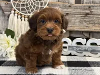 Maddox, a male Havapoo for sale in Shipshewana, IN – Photo 2 of 6