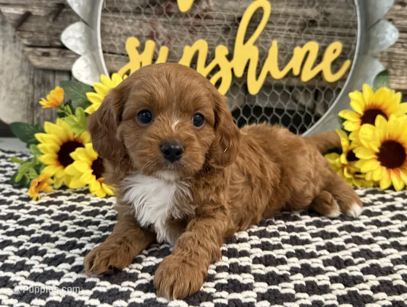 Penn – Cavalier King Charles Spaniel, Poodle - Toy  puppy for sale in Shipshewana, IN