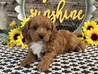Penn, a male Cavalier King Charles Spaniel and Poodle - Toy  for sale in Shipshewana, IN – 1 of 5