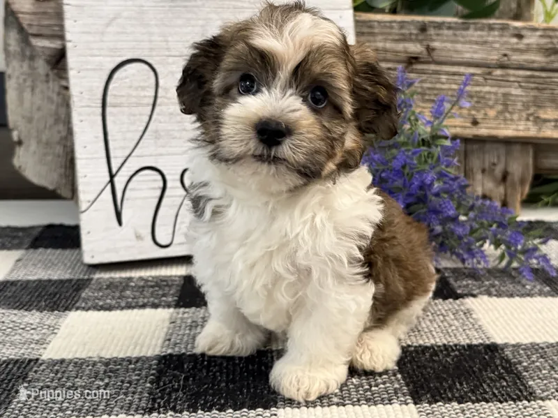 Flint – Havanese puppy for sale in Shipshewana, IN