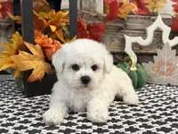 Sentinel, a male Bichon Frise for sale in Shipshewana, IN – 2 of 6