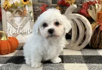 Barron, a male Bichon Frise for sale in Shipshewana, IN – 2 of 6