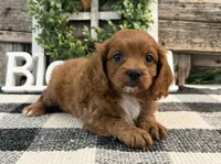Kyler, a male Cavalier King Charles Spaniel and Poodle - Toy  for sale in Shipshewana, IN – 4 of 6