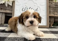 Cameo, a male Havanese for sale in Shipshewana, IN – 2 of 6
