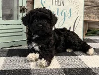 Lance, a male Havanese and Poodle - Toy  for sale in Shipshewana, IN – 2 of 6