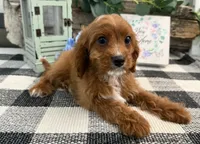 Neiman, a male Cavalier King Charles Spaniel and Poodle - Miniature  for sale in Shipshewana, IN – 2 of 5