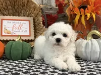 Soprano, a female Bichon Frise for sale in Shipshewana, IN – 3 of 6