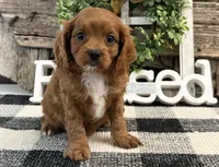 Kyler, a male Cavalier King Charles Spaniel and Poodle - Toy  for sale in Shipshewana, IN – 3 of 6