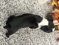 Gretel, a female Boston Terrier for sale in Shipshewana, IN – 5 of 7