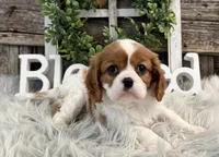 Zinnia, a female Cavalier King Charles Spaniel for sale in Shipshewana, IN – Photo 1 of 6