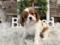 Zinnia, a female Cavalier King Charles Spaniel for sale in Shipshewana, IN – Photo 4 of 6