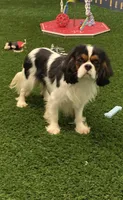 Zinnia, a female Cavalier King Charles Spaniel for sale in Shipshewana, IN – Photo 6 of 6