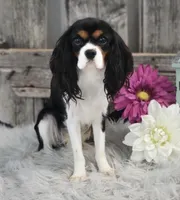 Zinnia, a female Cavalier King Charles Spaniel for sale in Shipshewana, IN – Photo 5 of 6