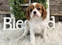 Zinnia, a female Cavalier King Charles Spaniel for sale in Shipshewana, IN – Photo 3 of 6