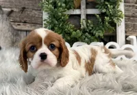 Zinnia, a female Cavalier King Charles Spaniel for sale in Shipshewana, IN – Photo 2 of 6