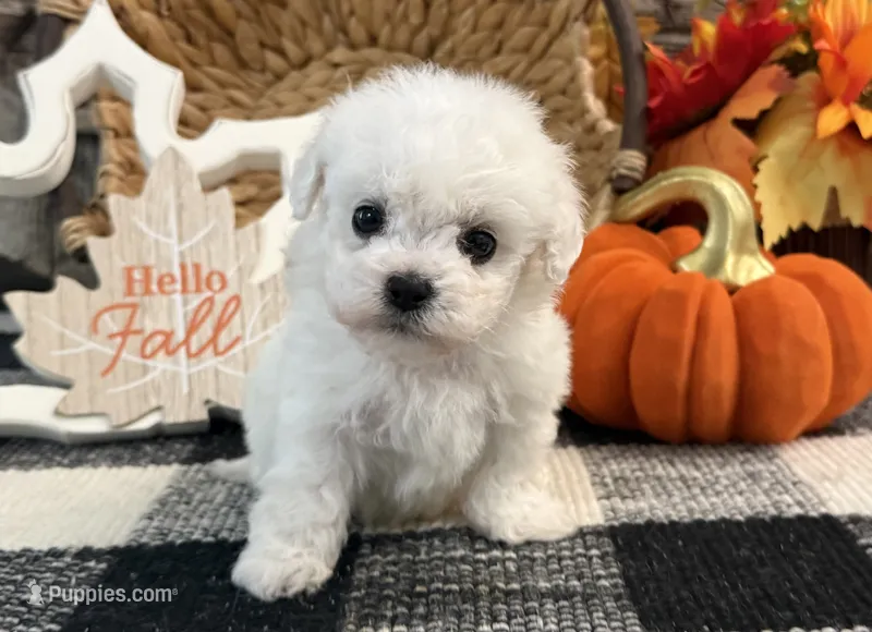 Dreamer – Bichon Frise puppy for sale in Shipshewana, IN
