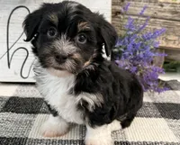 Rio, a male Havanese for sale in Shipshewana, IN – 4 of 6