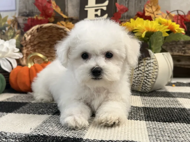 Sully – Bichon Frise puppy for sale in Shipshewana, IN