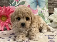 England, a female Bichon Frise and Poodle - Toy  for sale in Shipshewana, IN – 3 of 6