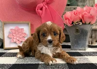 Lyric, a female Cavalier King Charles Spaniel and Poodle - Miniature  for sale in Shipshewana, IN – Photo 3 of 6