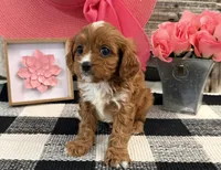 Lyric, a female Cavalier King Charles Spaniel and Poodle - Miniature  for sale in Shipshewana, IN – Photo 2 of 6