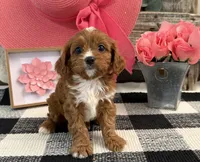 Lyric, a female Cavalier King Charles Spaniel and Poodle - Miniature  for sale in Shipshewana, IN – Photo 4 of 6
