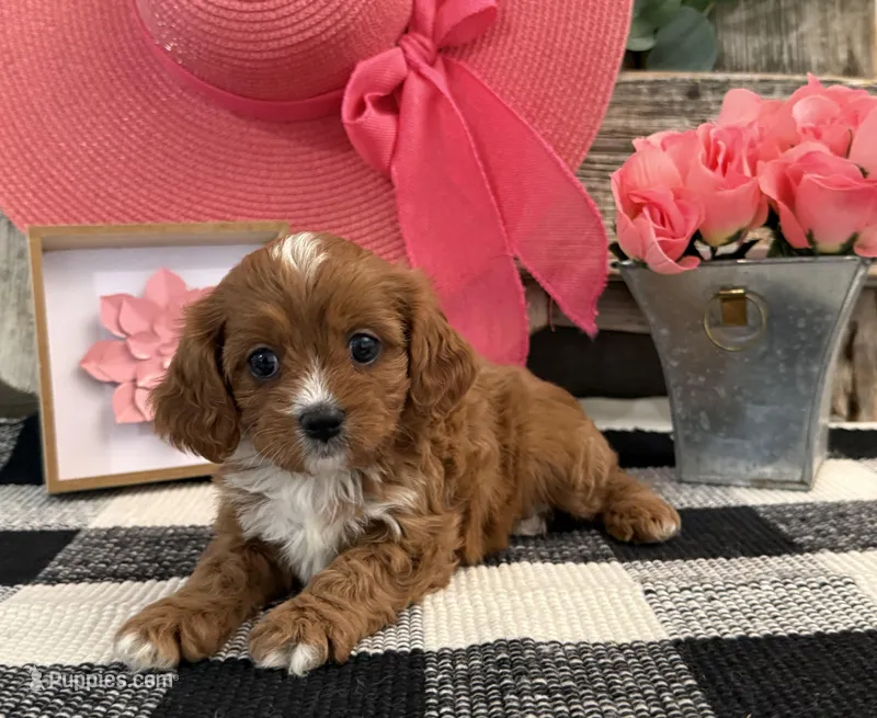 Lyric – Cavalier King Charles Spaniel, Poodle - Miniature  puppy for sale in Shipshewana, IN