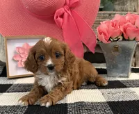 Lyric, a female Cavalier King Charles Spaniel and Poodle - Miniature  for sale in Shipshewana, IN – Photo 1 of 6