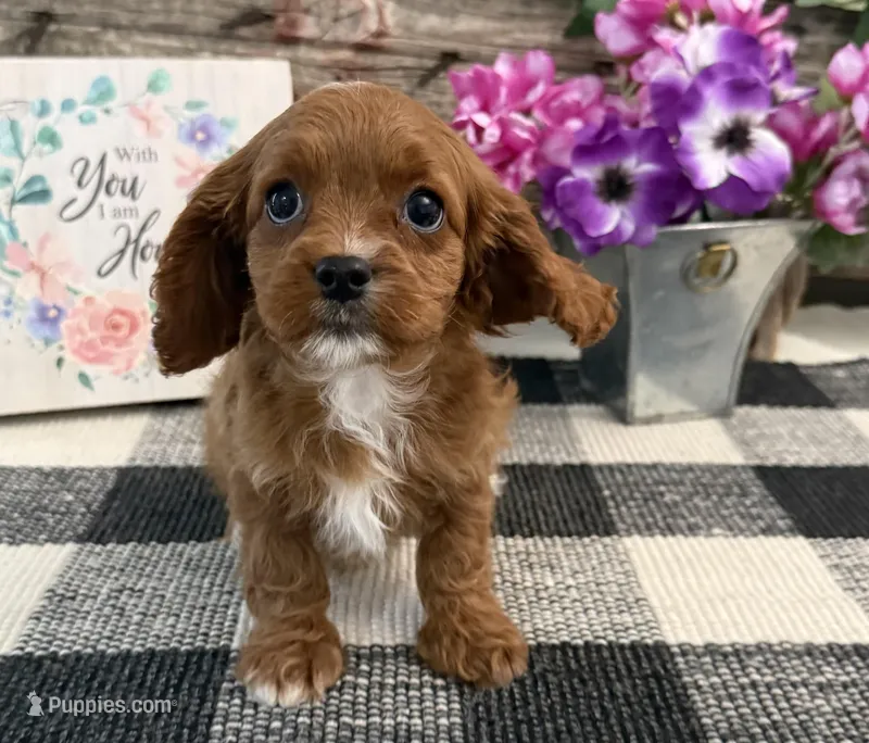 Nevada – Cavalier King Charles Spaniel, Poodle - Miniature  puppy for sale in Shipshewana, IN