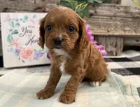 Nevada, a female Cavalier King Charles Spaniel and Poodle - Miniature  for sale in Shipshewana, IN – Photo 4 of 6
