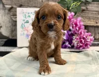 Nevada, a female Cavalier King Charles Spaniel and Poodle - Miniature  for sale in Shipshewana, IN – Photo 1 of 6