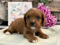 Nevada, a female Cavalier King Charles Spaniel and Poodle - Miniature  for sale in Shipshewana, IN – Photo 3 of 6