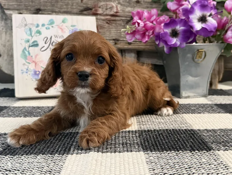Nevada – Cavalier King Charles Spaniel, Poodle - Miniature  puppy for sale in Shipshewana, IN