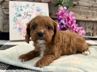 Nevada, a female Cavalier King Charles Spaniel and Poodle - Miniature  for sale in Shipshewana, IN – Photo 2 of 6
