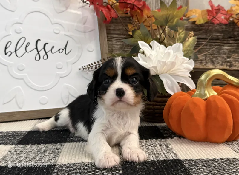 Julian – Cavalier King Charles Spaniel puppy for sale in Shipshewana, IN