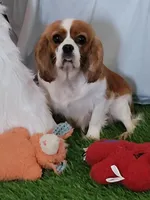 Evie, a female Cavalier King Charles Spaniel for sale in Shipshewana, IN – 2 of 3