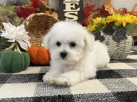 Sully, a male Bichon Frise for sale in Shipshewana, IN – 2 of 6