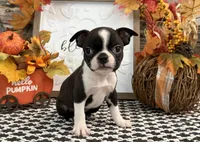 Paivi, a female Boston Terrier for sale in Shipshewana, IN – 4 of 7