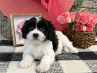 Nica, a female Bichon Frise and Cavalier King Charles Spaniel for sale in Shipshewana, IN – 3 of 6