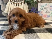 Penn, a male Cavalier King Charles Spaniel and Poodle - Toy  for sale in Shipshewana, IN – 2 of 6