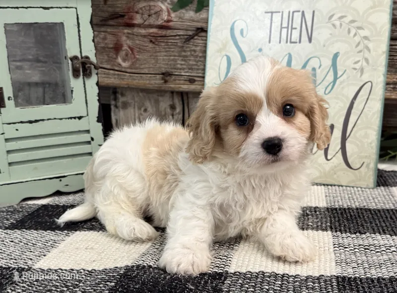 Dylan – Bichon Frise, Cavalier King Charles Spaniel puppy for sale in Shipshewana, IN