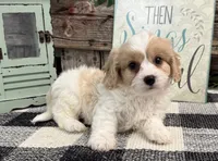 Dylan, a male Bichon Frise and Cavalier King Charles Spaniel for sale in Shipshewana, IN – 1 of 6