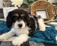 Dash, a male Bichon Frise and Cavalier King Charles Spaniel for sale in Shipshewana, IN – 3 of 5