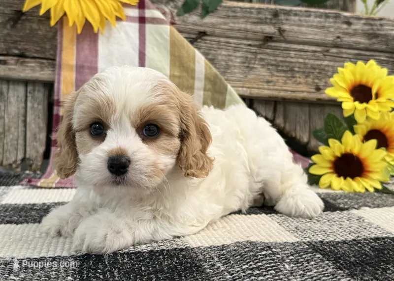 Delight – Bichon Frise, Cavalier King Charles Spaniel puppy for sale in Shipshewana, IN