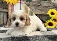 Delight, a female Bichon Frise and Cavalier King Charles Spaniel for sale in Shipshewana, IN – 1 of 6